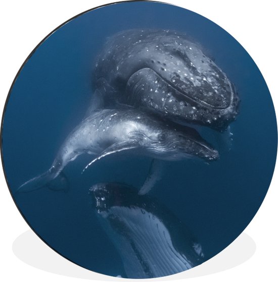 Wall Circle - Wall Circle - Baleines - Mer - Famille - Aluminium - ⌀ 30 cm - Intérieur et Extérieur
