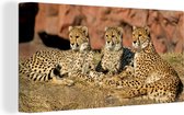 Canvas Schilderij Cheetah moeder en welpen - 80x40 cm - Wanddecoratie