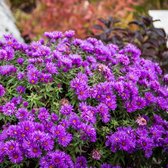 Aster novae-angliae 'Purple Dome' - Nieuw-Engelse aster - 15 cm - Pot 2 liter