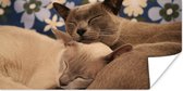 Poster Twee knuffelende Burmese katten - 160x80 cm