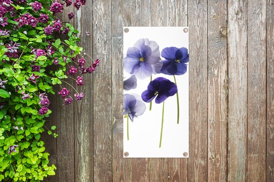Poster de jardin Violettes violettes sur caisson lumineux - 40x80 cm - Décoration murale Outdoor - Poster de jardin - Toile de jardin - Poster de clôture - Tableau de jardin
