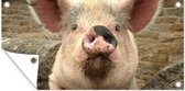 Affiche de jardin Cochon - Rose - Animal - 80x40 cm
