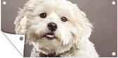 Schuttingposter Maltezer honden portret - 200x100 cm - Tuindoek