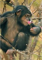 Een blanco wenskaart met een leuke aap die aan een bloem ruikt. De aap zit lekker te chillen in de boom. Een dubbele wenskaart inclusief envelop en in folie verpakt.