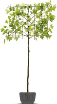 Leiplataan | Platanus hispanica | leiboom | Stamomtrek: 6-8 cm | Stamhoogte: 100 cm | Rek: 120 cm