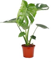 Plant in a Box - Monstera Deliciosa - Gatenplant - Kamerplant - Pot ⌀17cm - Hoogte ↕ 60-70cm