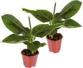 Plant in a Box - Set van 2 Musa Oriental Dwarf - Tropische bananenplanten - Kamerplanten - Pot 12 - Hoogte 25-40