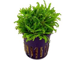 Moerings - 6x POGOSTEMON HELFERI