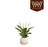 Spathiphyllum in keramiek Isa | Wit | Kamerplant | Lepelplant | Luchtzuiverend |