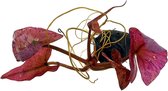 Nymphaea lotus rood (Los) - Nymfaea Rode Tijger Lotus - Aquarium knolplant - Aquariumplant - Aquarium decoratie - Aqua Producten - Moerings