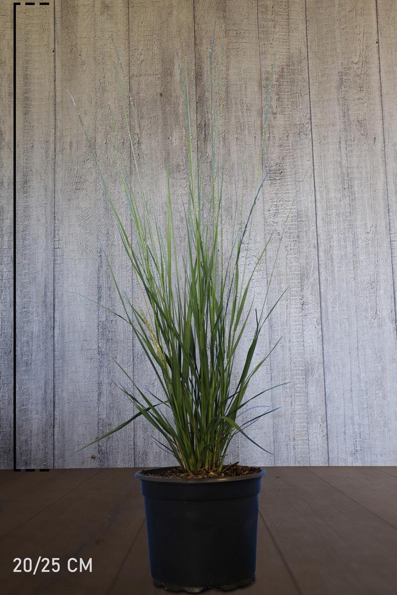 Plants Online - Tuinplanten - Siergrassen - Pijpenstrootje 'Heidebraut' - Pot 20-25 cm - set van 10 - Bladverliezend - Groeit opgaand - Prachtige herfstkleur - Weinig onderhoud