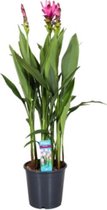 XL Curcuma Splash – Niet Giftige Kamerplant – Licht Luchtzuiverend