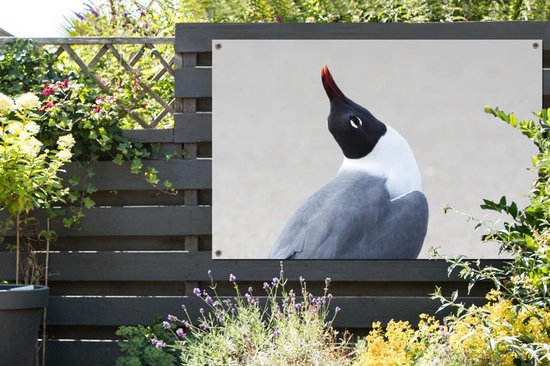 Poster Jardin mouette souriante 120x80 cm - Toile de jardin / Toile d'extérieur / Peintures d'extérieur (décoration de jardin)