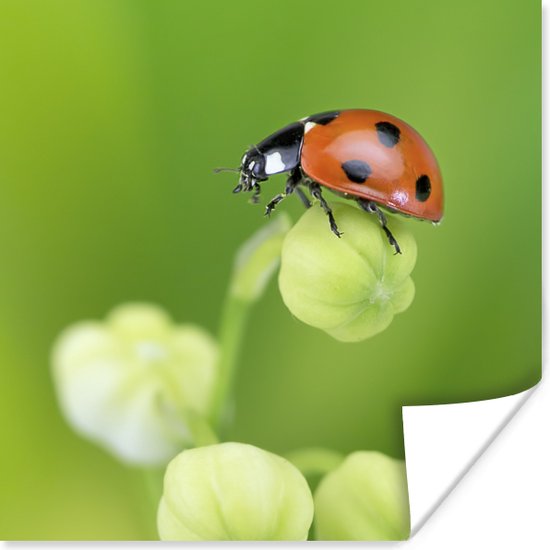 Poster Coccinelle du printemps - 75x75 cm