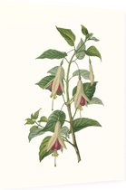 Bellenplant Aquarel (Fuchsia) - Foto op Dibond - 60 x 80 cm