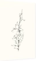 Genisteae zwart-wit Schets (Broom) - Foto op Dibond - 40 x 60 cm