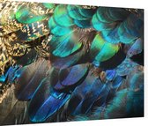 Kleurrijke veren van een blauwe pauw - Foto op Dibond - 40 x 30 cm