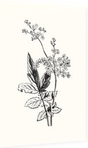 Moerasspirea zwart-wit (Meadow Sweet) - Foto op Dibond - 60 x 90 cm