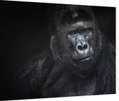 Silverback gorilla op zwarte achtergrond - Foto op Dibond - 40 x 30 cm