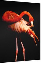 Flamingo op zwarte achtergrond - Foto op Dibond - 60 x 80 cm