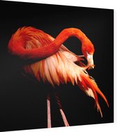 Flamingo op zwarte achtergrond - Foto op Dibond - 40 x 40 cm
