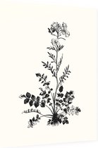 Pinksterbloem zwart-wit (Ladys Smock) - Foto op Dibond - 60 x 80 cm