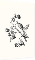 Kardinaalsmuts zwart-wit (Spindle Tree) - Foto op Dibond - 60 x 90 cm