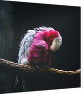 Roze kaketoe op zwarte achtergrond - Foto op Dibond - 80 x 80 cm