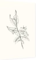 Kardinaalsmuts zwart-wit Schets (Spindle Tree) - Foto op Dibond - 60 x 90 cm