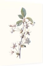 Kersbloem (Cherry) - Foto op Dibond - 30 x 40 cm