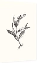 Wilg zwart-wit (Huntingdon Willow) - Foto op Dibond - 60 x 90 cm