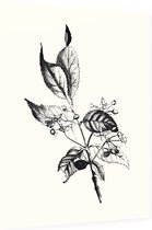 Kardinaalsmuts zwart-wit (Spindle Tree) - Foto op Dibond - 60 x 80 cm