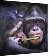 Chimpansee schattig koppel - Foto op Dibond - 40 x 40 cm