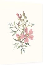 Muskuskaasjeskruid (Musk Mallow) - Foto op Dibond - 30 x 40 cm