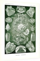 Pegasus - Teleostei (Kunstformen der Natur), Ernst Haeckel - Foto op Dibond - 60 x 80 cm