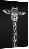 Giraffe op zwarte achtergrond - Foto op Dibond - 60 x 90 cm