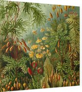 Muscinae, Ernst Haeckel - Foto op Dibond - 80 x 80 cm