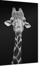Giraffe zwart wit op zwarte achtergrond - Foto op Dibond - 60 x 90 cm