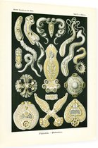 Diplozoon - Platodes (Kunstformen der Natur), Ernst Haeckel - Foto op Dibond - 30 x 40 cm