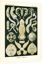 Diplozoon - Platodes (Kunstformen der Natur), Ernst Haeckel - Foto op Dibond - 60 x 80 cm
