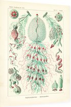 Strobalia -   Siphonophorae (Kunstformen der Natur), Ernst Haeckel - Foto op Dibond - 30 x 40 cm