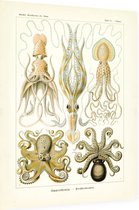 Octopus - Gamochonia (Kunstformen der Natur), Ernst Haeckel - Foto op Dibond - 30 x 40 cm