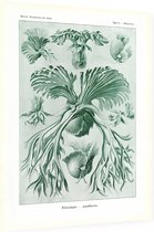 Platycerium - Filicinae (Kunstformen der Natur), Ernst Haeckel - Foto op Dibond - 30 x 40 cm