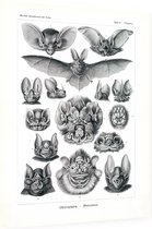 Vampyrus - Chiroptera (Kunstformen der Natur), Ernst Haeckel - Foto op Dibond - 30 x 40 cm