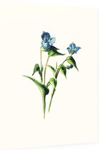 Dagbloem (Commelina White) - Foto op Dibond - 60 x 80 cm