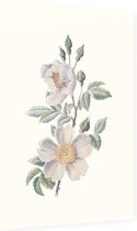 Bosroos (Field Rose) - Foto op Dibond - 40 x 60 cm