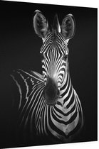 Zebra op zwarte achtergrond - Foto op Dibond - 30 x 40 cm