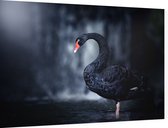Zwarte zwaan op zwarte achtergrond - Foto op Dibond - 90 x 60 cm