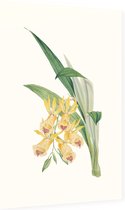 Orchidee Aquarel 2 (Orchid) - Foto op Dibond - 40 x 60 cm