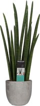 FloraExpert - Sansevieria - 70 Cm - Ø 18